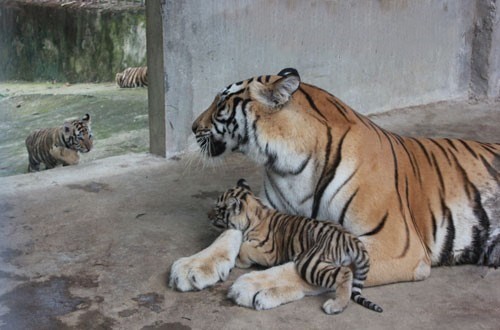 Với thú vui dân dã, đại gia "điếu cày" còn sở hữu trại bảo tồn động vật hoang dã Trại Bò rộng 100ha, riêng vườn thú rộng 35ha ở Diễn Lâm, Diễn Châu, Nghệ An, với nhiều loài động vật quý hiếm như tê giác, sư tử, hổ, bò tót.