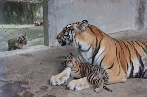 Với thú vui dân dã, đại gia "điếu cày" còn sở hữu trại bảo tồn động vật hoang dã Trại Bò rộng 100ha, riêng vườn thú rộng 35ha ở Diễn Lâm, Diễn Châu, Nghệ An, với nhiều loài động vật quý hiếm như tê giác, sư tử, hổ, bò tót.