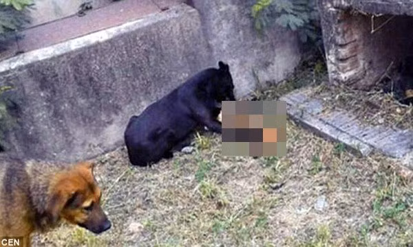 Hai con chó hoang đang ăn các phần thi thể chưa phân hủy của con người.