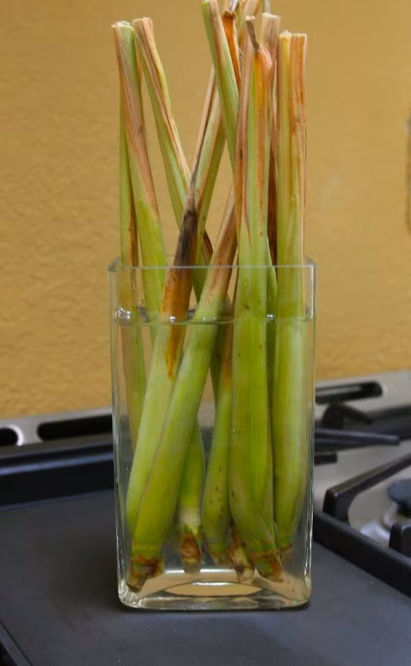 Sả: Bạn có thể trồng lại sả bằng cách đặt các thân cây trong nước. Khi rễ ra trong 2-3 tuần, bạn có thể trồng các thân cây sả vào đất ở một nơi nhiều nắng.