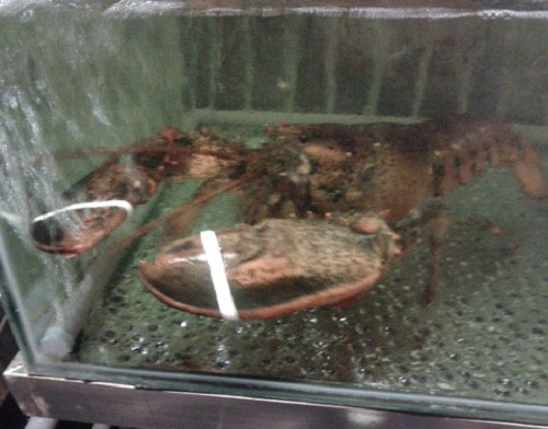 Tôm hùm, là món ăn xa xỉ, thường chỉ xuất hiện trên những bàn tiệc với chi phí “khủng” mà chỉ giới nhà giàu mới đủ điều kiện và dám ăn. Một kg tôm hùm tươi sống có giá từ 3,5 – 4,5 triệu đồng, khi đưa vào chế biến tại các nhà hàng giá thành còn cao hơn nhiều. Dù vậy, một nhà hàng trên phố Lý Thường Kiệt (Hà Nội) vẫn tiêu thụ khoảng nửa tạ tôm hùm mỗi ngày.