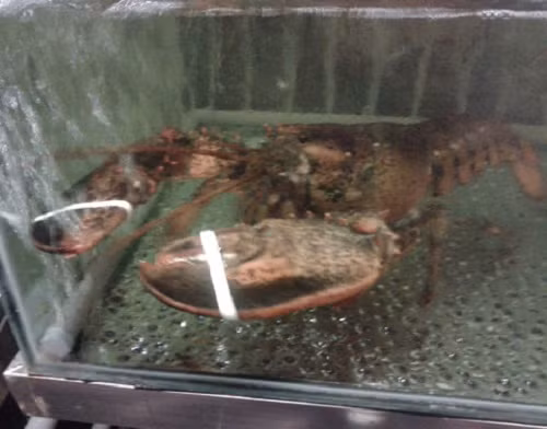 Tôm hùm, là món ăn xa xỉ, thường chỉ xuất hiện trên những bàn tiệc với chi phí “khủng” mà chỉ giới nhà giàu mới đủ điều kiện và dám ăn. Một kg tôm hùm tươi sống có giá từ 3,5 – 4,5 triệu đồng, khi đưa vào chế biến tại các nhà hàng giá thành còn cao hơn nhiều. Dù vậy, một nhà hàng trên phố Lý Thường Kiệt (Hà Nội) vẫn tiêu thụ khoảng nửa tạ tôm hùm mỗi ngày.