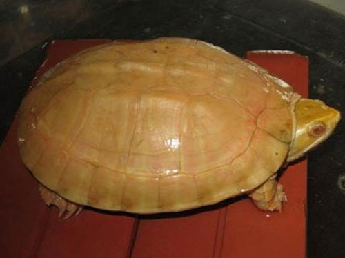 Một đại gia Việt từng gây xôn xao khi đã vung tiền cho một bữa ăn lên tới 150 triệu đồng chỉ có 3 con rùa vàng. Giá của loại rùa này lên tới 50 triệu/con. Người ta đồn nhau rằng rùa vàng là loài cực quý hiếm, sống trên đại ngàn, hấp thụ linh khí của trời đất nên máu thịt tinh khiết, đại bổ, ăn vào tăng cường sinh lực, đặc biệt ai có bệnh tim nếu uống rượu pha mật rùa, huyết rùa sẽ hết ngay.