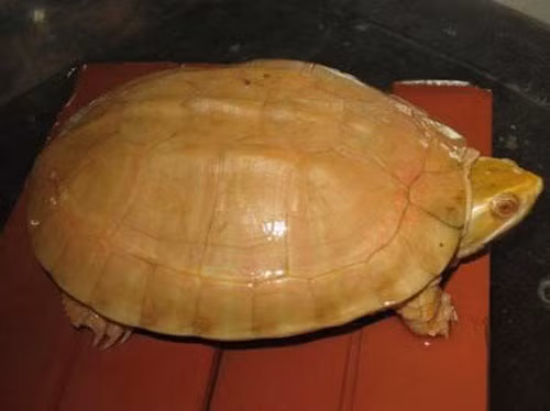 Một đại gia Việt từng gây xôn xao khi đã vung tiền cho một bữa ăn lên tới 150 triệu đồng chỉ có 3 con rùa vàng. Giá của loại rùa này lên tới 50 triệu/con. Người ta đồn nhau rằng rùa vàng là loài cực quý hiếm, sống trên đại ngàn, hấp thụ linh khí của trời đất nên máu thịt tinh khiết, đại bổ, ăn vào tăng cường sinh lực, đặc biệt ai có bệnh tim nếu uống rượu pha mật rùa, huyết rùa sẽ hết ngay.