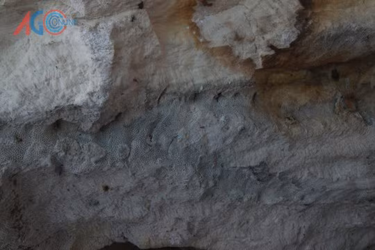  Hòn đá này nặng khoảng 50 ký, có nhiều màu sắc, đỏ, xám tro, xám nâu…và rất nhiều vỏ sò, vỏ ốc bám trên bề mặt. Khi mang cưa, đục rất xốp và có thể tán thành bột. Ông Hải hy vọng đó là loại đá long diên hương.