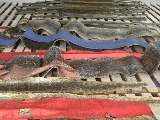 Các nghi phạm đã thú nhận rằng băng đảng của họ đã làm việc với các nhà cung cấp nước ngoài cũng như một công ty ủy quyền tại Việt Nam để buôn lậu da trăn vào Trung Quốc.