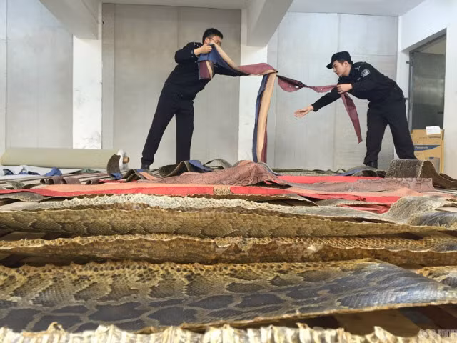 Đây là vụ triệt phá đường dây buôn lậu da trăn lớn nhất và có giá trị "khủng" nhất trong lịch sử Trung Quốc.