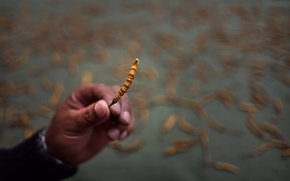 Đông trùng hạ thảo thực chất là một loài nấm ký sinh trong ấu trùng bướm, được cho là thần dược đối với sức khỏe.