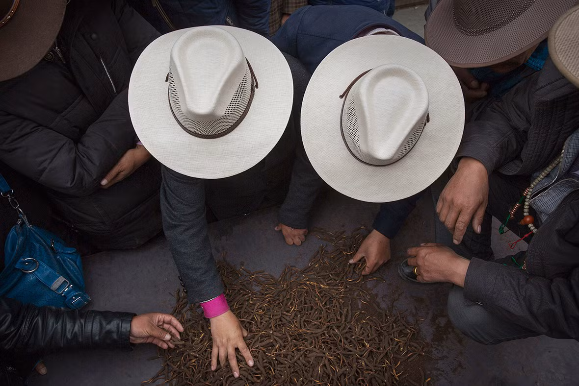 Một số báo cáo cho thấy, đông trùng hạ thảo có thể được bán với giá lên tới 35.000 bảng Anh/450gram (tương đương hơn 1 tỷ đồng).