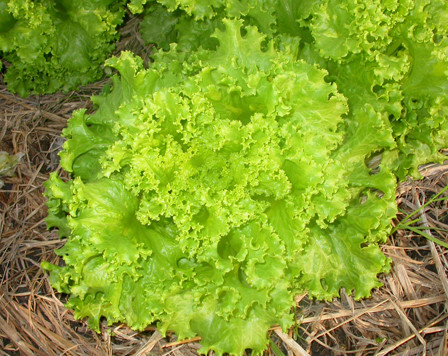 Rau xà lách xoăn: Xà lách lá xoăn là loại rau vô cùng dễ trồng, dễ dàng kết hợp với rất nhiều món ăn như phở cuốn, hay ăn kèm với các món ăn thông thường trong bữa cơm hàng ngày. Tốt nhất nên trồng rau xà lách xoăn là từ tháng 8 trở đi, khi thời tiết đã mát mẻ hơn.