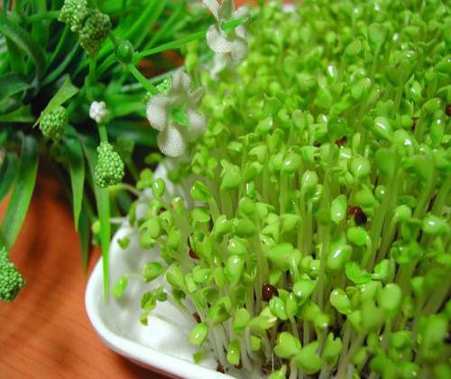 Súp lơ xanh: Súp lơ xanh chứa sắt và acid folic được liệt kê vào một trong những thực phẩm phòng chống ưng thư rất tốt lại vừa bổ sung chất cho sức khỏe. Loại rau này thường được trồng vào cuối tháng 7 hoặc đầu tháng 8.