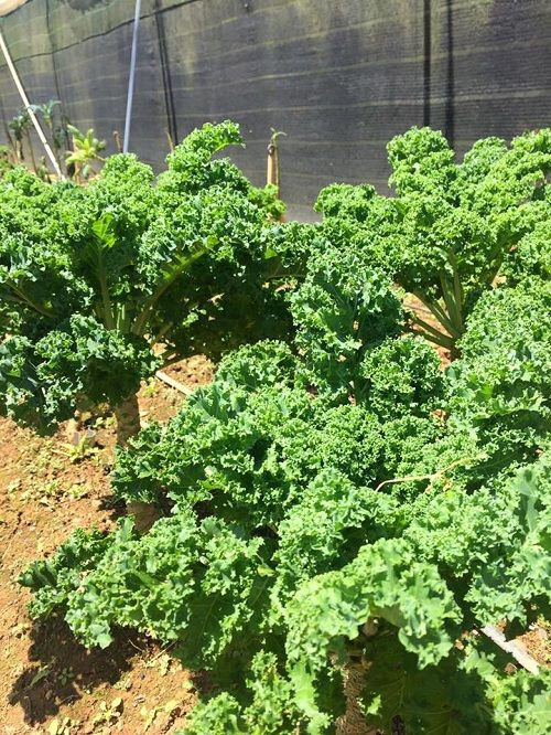 Cách trồng: Đất trồng cần được làm kỹ, tơi xốp trước khi gieo trồng hạt giống để xử lý các mầm bệnh có trong đất. Hạt giống cần được rửa sạch và ngâm trước trong nước khoảng 40 độ C từ 2-5h. Sau đó, vớt hạt ra rửa sạch, để ráo nước. Nếu bạn trồng trong thùng xốp thì nên trồng từ 4-6 cây cải vào các hốc đất đã đào sẵn. Khi cải cho thu hoạch, bạn có thể tỉa từng lá to để ăn trước, còn lại để cây tiếp tục phát triển và mọc lại lá.