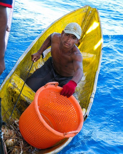 Một thợ lặn đang chuẩn bị chút tôm hùm ra giỏ để chủ thuyền cân và tính ra tiền công.