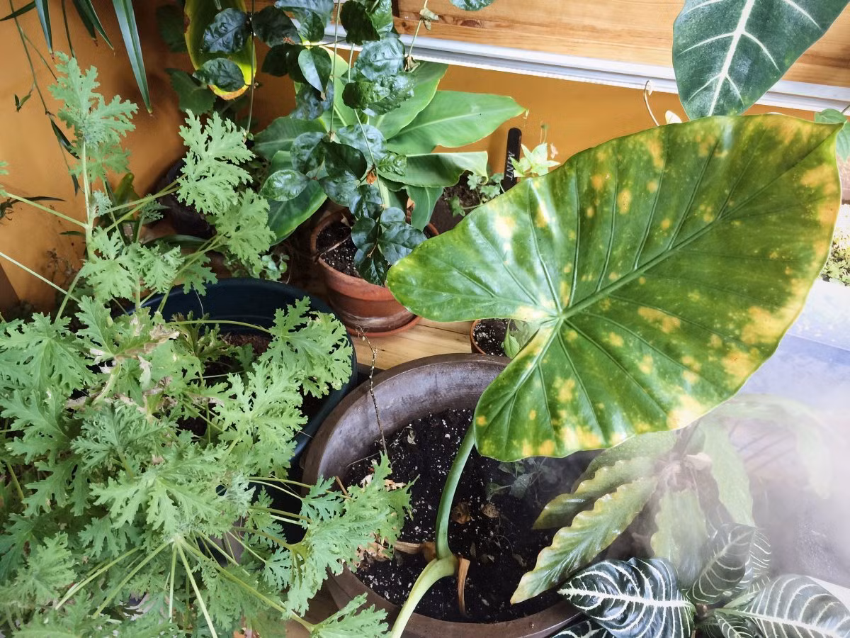 Oakes chuyển vào căn hộ này cách đây 11 năm.