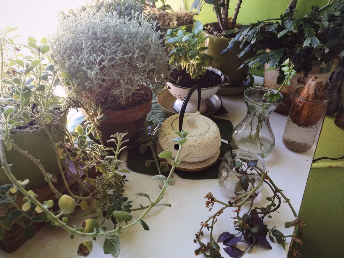 Các nhà bếp gồm các loài cây treo, cây trồng trong chậu và một số lá cây khá lớn. Trong ảnh là vườn rau thảo mộc.