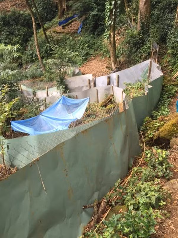 Ngay trong khu vườn sâm Ngọc Linh "khủng" của gia đình ông Hồ Kim Lĩnh ở thôn 3 Trà Linh rộng hơn 1,5 ha, ngoài cây sâm cổ, còn hàng chục nghìn gốc sâm Ngọc Linh có tuổi đời từ 1 đến 20 năm tuổi. Dù vậy, ông Lĩnh chỉ có trồng thêm chứ không chịu bán.