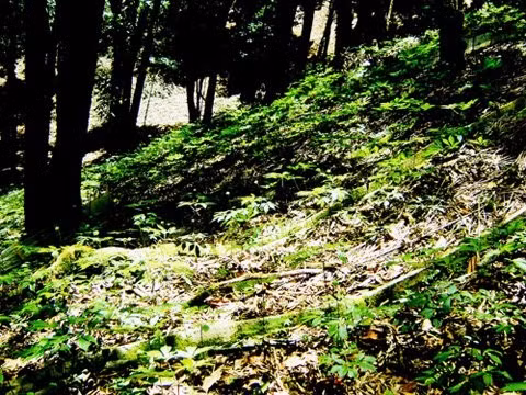 Hình là tay chơi số 1 ở miền đại ngàn này. Năm 2014, Hình thu hoạch lứa sâm đầu tiên, kiếm được kha khá nên tổ chức đưa vợ con và bà con trong làng ra Hà Nội tham quan. Sau chuyến đi ấy, anh học được nhiều điều mới lạ và quyết tâm sẽ đầu tư trồng sâm Ngọc Linh gắn với việc bảo vệ rừng để làm giàu.