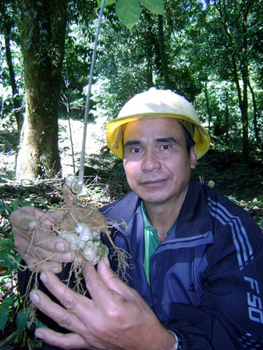 Hơn 30 năm nay, ông Hồ Văn Du đã âm thầm bám rừng núi Ngọc Linh để trồng sâm. Lão đại gia chân đất đã nuôi khát vọng tỷ phú của mình giờ đã thành hiện thực, khi ông có trong tay vườn sâm từ 1 đến 15 năm tuổi.