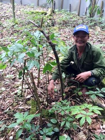 Ông Hồ Kim Lĩnh, thôn 3, xã Trà Linh là người đào được cây sâm này ở rừng về cách đây 20 năm trước. Sau đó, ông trồng tại vườn. Điều đặc biệt, cây sâm này có 7 nhánh, mỗi năm cho hơn 1.000 hạt. Nhờ cây sâm Tổ này mỗi năm cho ông hơn 1.000 hạt giống để nhân rộng vườn sâm triệu USD của mình. Ảnh: Ông Hồ Kim Lĩnh bên gốc sâm Ngọc Linh Tổ có tuổi đời hàng trăm năm trong vườn nhà.