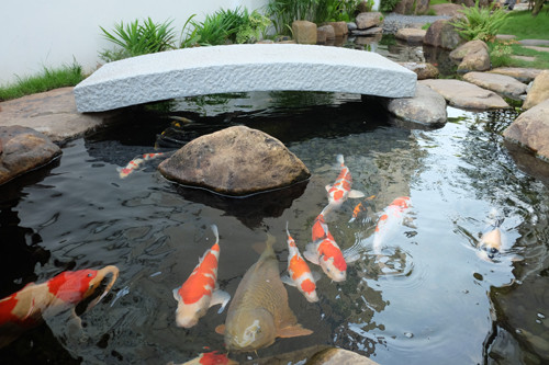 Nghệ nhân người Nhật cùng 2 người thợ đồng hương đã đi nhiều nơi để chọn từng viên đá bố trí cho khu vườn. Tổng số đá sử dụng lên tới 60 tấn, phải chở về trên 3 chiếc xe tải. Mỗi viên đá tự nhiên được đặt trong khung cảnh mới nhưng vẫn hài hòa như vốn tồn tại từ lâu.