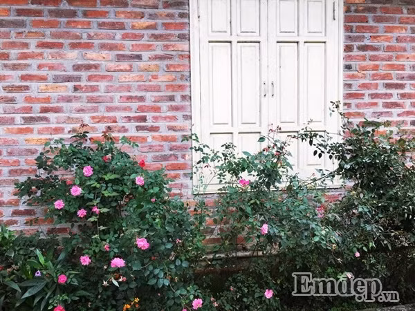 Không chỉ có bonsai, chị Thùy Anh còn trồng rất nhiều loại hoa và cây ăn quả khác. Với chị Thùy Anh, trồng và chăm sóc cây là niềm đam mê bởi chị tìm được niềm vui, thư giãn sau những ngày làm việc mệt mỏi.