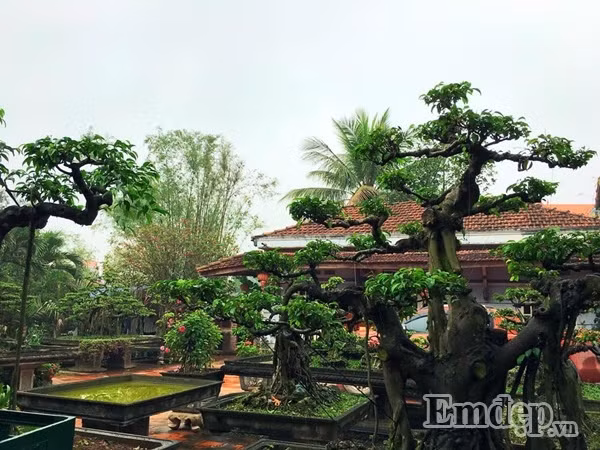 Khu vườn nhà chị Nguyễn Thùy Anh ở Hà Nội gồm những chậu cây bonsai to đẹp, có tuổi đời lên đến hàng chục, thậm chí hàng trăm năm.