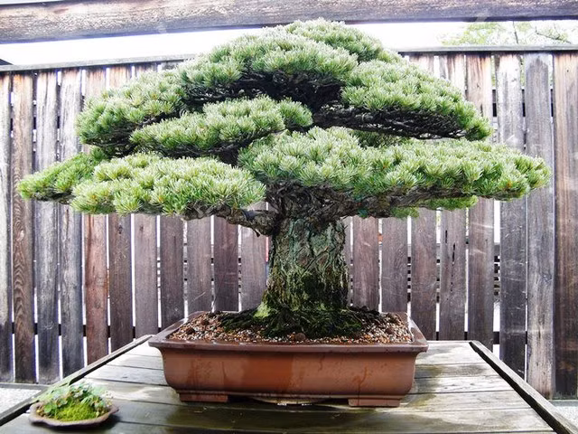  Cây bonsai Nhật Bản 390 tuổi: Đến thăm Vườn thực vật Quốc gia Mỹ nằm ở thủ đô Washington DC, có một cây bonsai của Nhật được tạo dáng cầu kỳ, tán cây tạo thành hình mũ nấm. Những du khách đi qua cái cây này có thể sẽ ấn tượng về độ dày của tán, về cách tạo dáng ấn tượng của cây bonsai 390 năm tuổi này.