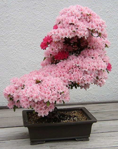 Một cây hoa bonsai nở rộ ấn tượng.