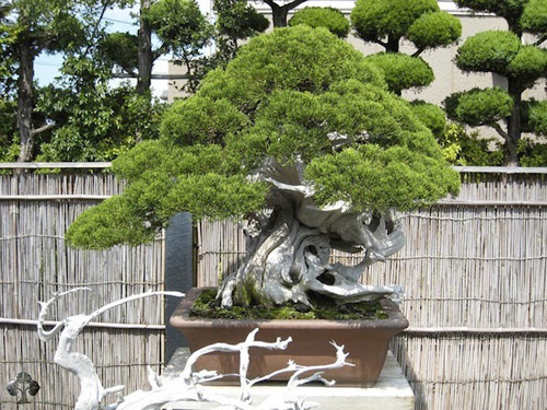 Cây bonsai của nghệ nhân Masahiko Kimura.Nghệ nhân bonsai Masahiko Kimura Nhật Bản với kỹ năng nổi tiếng – tạo các cây bonsai trên cây gỗ khô, một phong cách rất lạ.