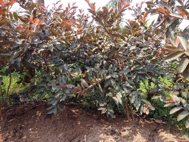 Ngoài ra, loại cây này khá đặc biệt ở chỗ không chỉ cho trái có màu tím mà cả lá, bông và rễ cây đều có màu tím phớt đặc trưng.