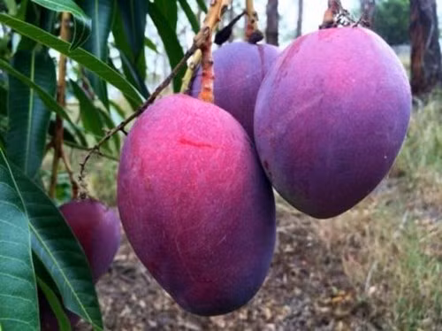Xoài màu tím khiến nhiều khách hàng thích thú vì có màu sắc độc, lạ. Hình dáng quả và lõi vẫn giống các loại xoài thường thấy, tuy nhiên, vỏ xoài khi chín lại có màu tím.