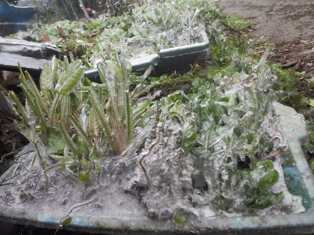 Nhiệt độ xuống thấp, thị trấn Tam Đảo xuất hiện băng giá.