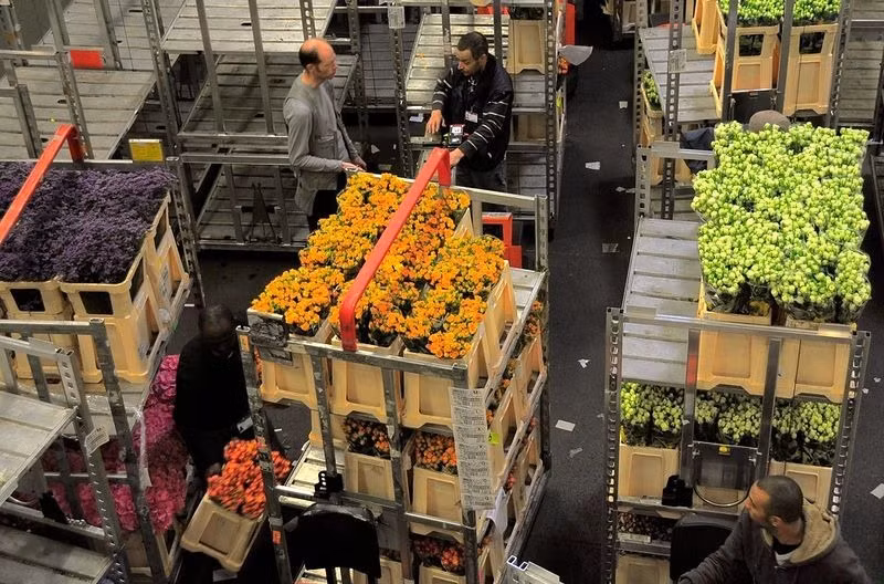 Những chiếc xe chở hoa thường được lần lượt đưa ra trước mặt người mua trong khi họ quyết định ngã giá. Hoa đã mua sẽ được chuyển ngay lập tức đến tay người mua.