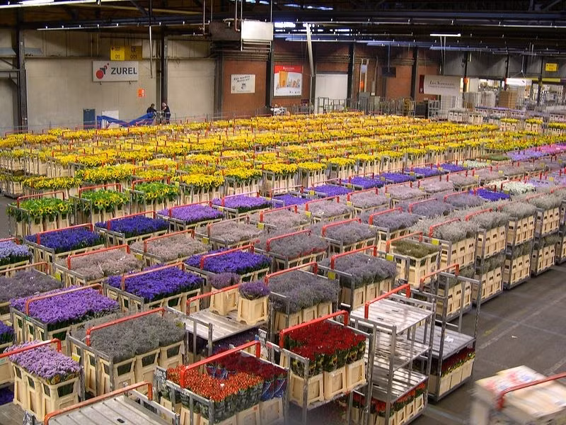 Nổi tiếng với những phiên đấu giá hoa đặc biệt, Aalsmeer cũng là chợ hoa đông đúc bậc nhất của xứ sở hoa tulip Hà Lan.