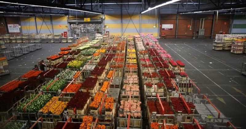 Hoa tại chợ Aalsmeer được bán theo hệ thống đấu giá riêng của người Hà Lan. Trong phiên đấu giá, hoa được giao bán với mức giá khởi điểm cao, sau đó người chủ trì sẽ cho đồng hồ đếm ngược bắt đầu từ 100. Giá hoa sẽ giảm dần theo thời gian đếm ngược của đồng hồ.