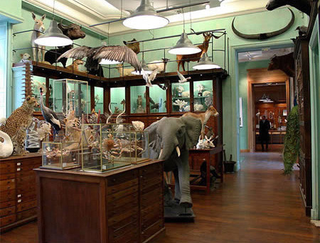 Cửa hàng đặc biệt này được nhà côn trùng học Emile Deyrolle mở cửa năm 1831. Từ đó rất nhiều con vật đã được đưa vào cửa hàng. Bước vào bên trong có thể thấy bướm, thỏ, cáo, ngan, ngỗng, nai… điều đặc biệt là phần lớn các con vật được làm bằng bông.