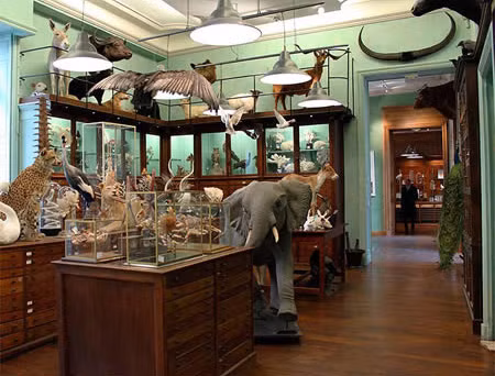 Cửa hàng đặc biệt này được nhà côn trùng học Emile Deyrolle mở cửa năm 1831. Từ đó rất nhiều con vật đã được đưa vào cửa hàng. Bước vào bên trong có thể thấy bướm, thỏ, cáo, ngan, ngỗng, nai… điều đặc biệt là phần lớn các con vật được làm bằng bông.