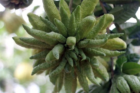 Chiem nguong qua phat thu dang doc, gia soc o Ha Noi-Hinh-2