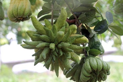 Chiem nguong qua phat thu dang doc, gia soc o Ha Noi