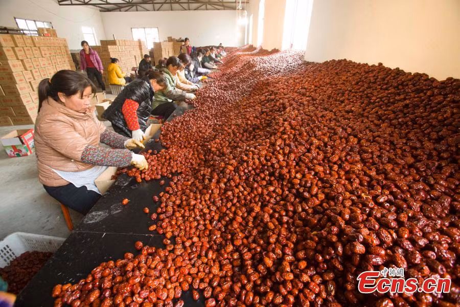 Quả chà là trở thành một trong những nguồn thu nhập chính của người dân nơi đây.