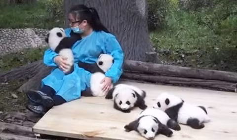 Ôm gấu trúc: Tại Trung Quốc, có một nghề rất độc đáo, "ôm gấu trúc thuê", thu nhập rất cao 32.000 USD/năm. Theo đó, người làm công việc này phải ít nhất 22 tuổi, có tình yêu động vật, cẩn thận, chu đáo. Công việc hàng ngày ôm và dỗ đàn gấu trúc con, cho chúng ăn, dọn chất thải.