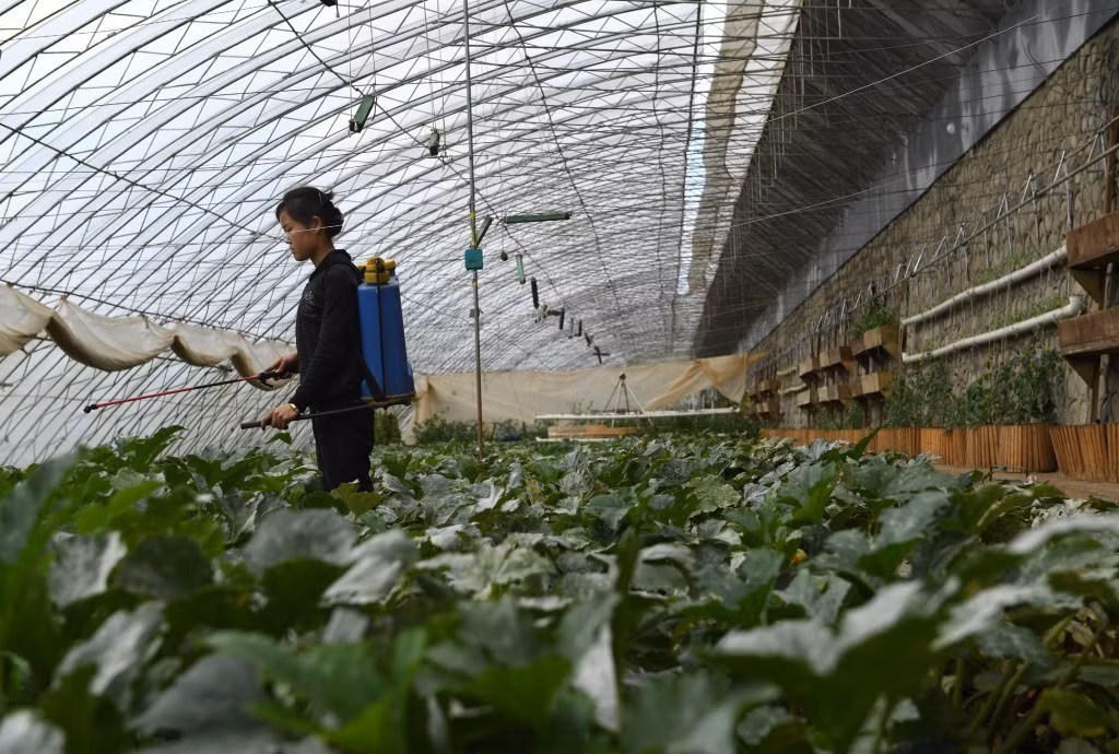 Nông trang có 665 nhà kính để trồng các loại rau trái mùa, nhằm giảm thiểu tác động của thiên nhiên tới các loại cây trồng và đảm bảo nguồn cung thực phẩm cho người dân.