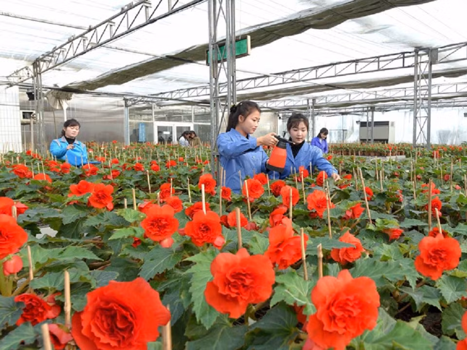 Đây là trang trại trồng hoa trong nhà kính hiện đại ở Triều Tiên.