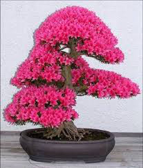  Chậu hoa bonsai với màu hồng rực rỡ. 