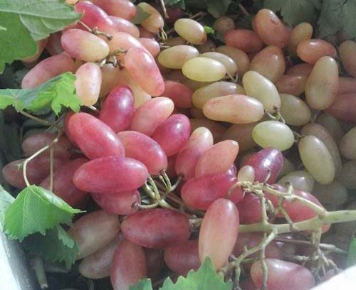 Thời gian gần đây, loại nho có tên “mỹ nhân chỉ” của Trung Quốc đang cực kỳ hút khách, thậm chí còn cháy hàng dù chúng có giá đắt gấp 5 lần loại nho sữa của Ninh Thuận.