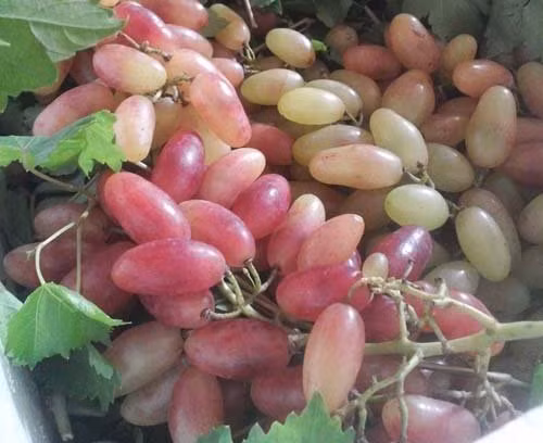 Thời gian gần đây, loại nho có tên “mỹ nhân chỉ” của Trung Quốc đang cực kỳ hút khách, thậm chí còn cháy hàng dù chúng có giá đắt gấp 5 lần loại nho sữa của Ninh Thuận.