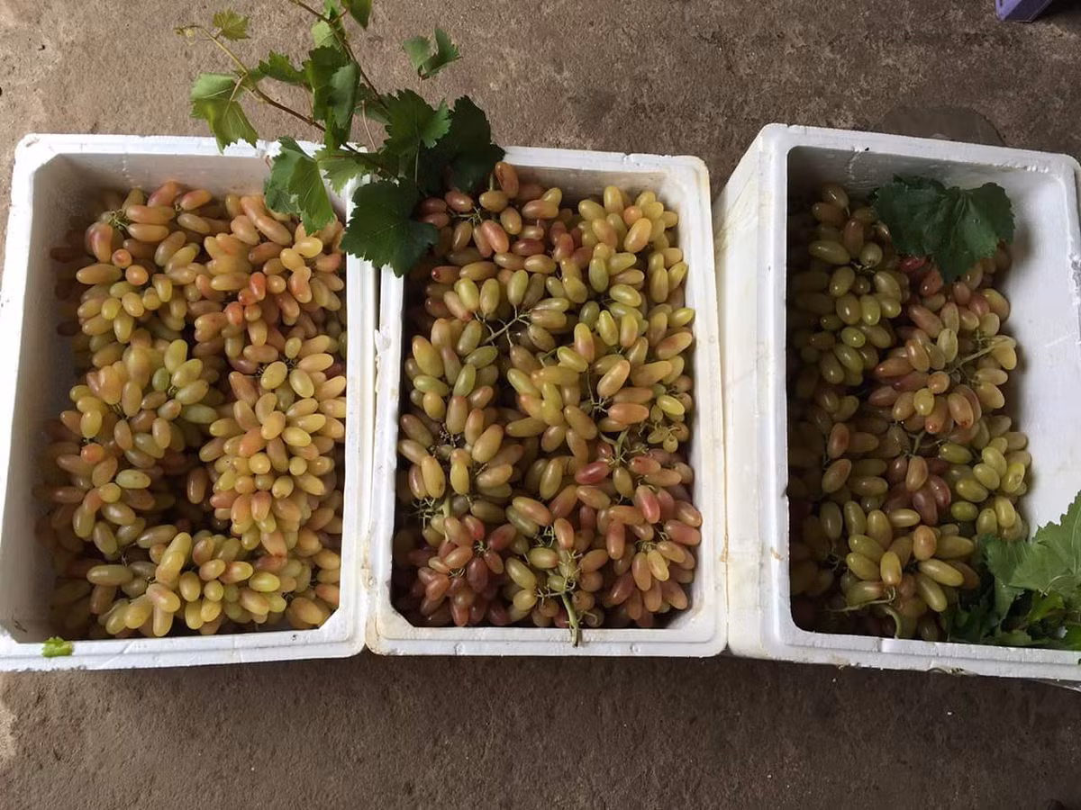 Dù là nho Trung Quốc nhưng giá lại đắt gấp 5 lần loại nho sữa Ninh Thuận. Đổi lại, chất lượng cũng ổn. Đặc biệt, nho có hình dáng dài giống ngón tay khiến các con chị thích thú và ăn nhiều hơn.