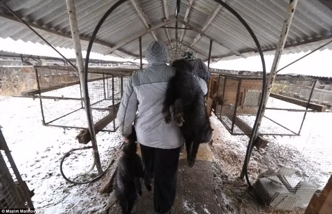 Theo phóng sự điều tra tháng 11/2015 của Trung tâm Bảo vệ Quyền Động vật VITA Nga, các nhà hoạt động xã hội đã tìm thấy xác chết của khoảng 1.000 con vật bị lột da nằm chồng chất ở trang trại lông thú Luzhskoye ở vùng Leningrad, phía Tây nước này.