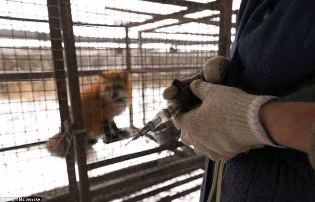 Không chỉ vậy, khi còn sống, những con vật đáng thương còn bị nhốt trong lồng sắt chật hẹp nồng nặc mùi nước tiểu và phân.