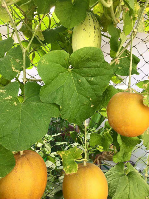 Giàn dưa lưới của cô gái xinh đẹp Lý Hồng Kiều (sinh năm 1992, làm ngành dược, sống tại TP HCM) khiến người ta phải trầm trồ khi ngắm nhìn.